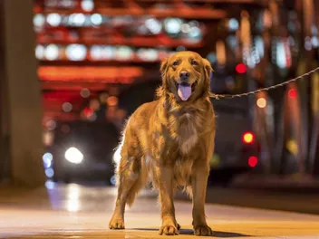 How to Safely Walk Your Dog in the Dark: 10 Vet-Verified Tips