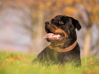 6 Beautiful Off-Leash Dog Parks in Maine (2026 Update)