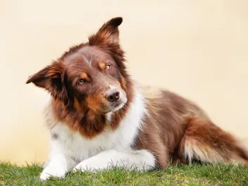 Peripheral Vestibular Disease in Dogs: Signs, Causes & Care (Vet Answer)