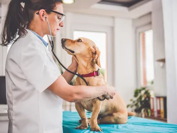 How Can I Talk With a Vet if I Am on a Trip With My Pet? Vet Approved Advice