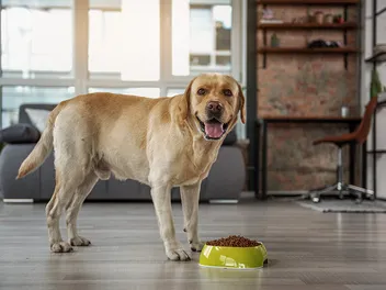 8 Best Dog Foods for Gassy Dogs in 2026: Reviews & Top Picks