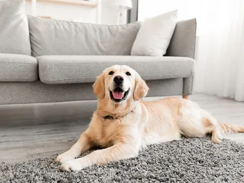 How to Have a Dog in an Apartment: 14 Vet-Approved Tips for Small-Space Living