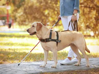How Much Does a Service Dog Cost? 2026 Price Guide