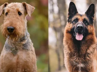 Airedale Shepherd: Breed Info, Pictures, Care Guide & More