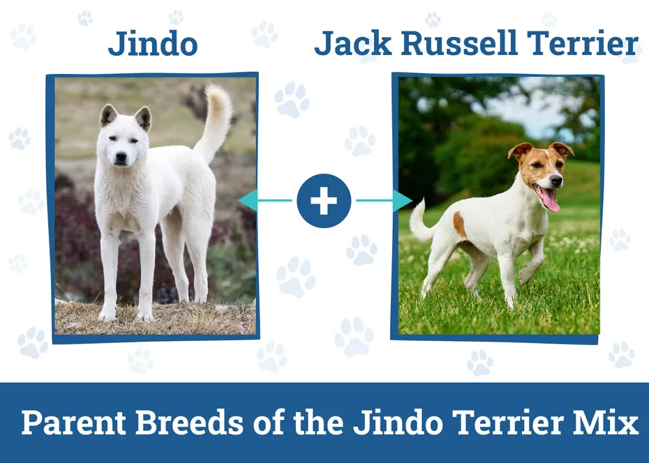 Parent Breeds of the Jindo Terrier Mix