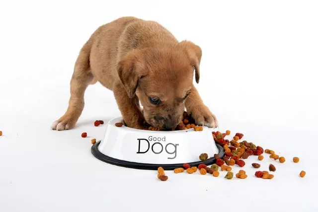 Why Does My Puppy Eat So Fast? 5 Vet-Reviewed Reasons & Advice