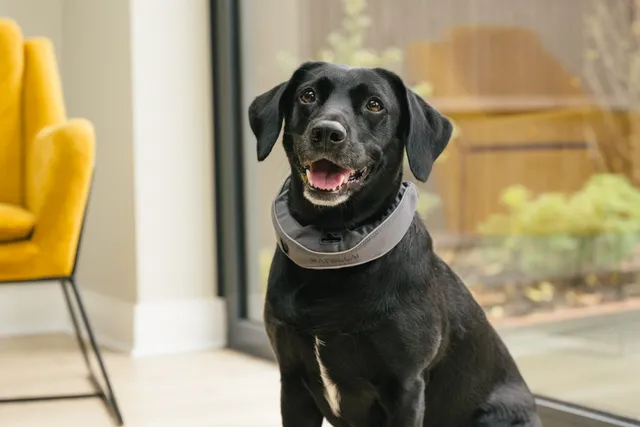 This Award-Winning, AI-Powered Smart Collar is $120 Off for Black Friday and Cyber Monday