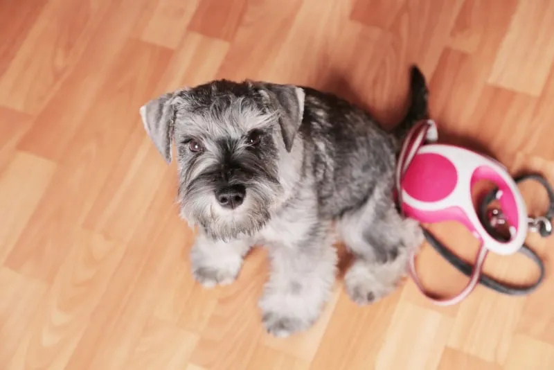 schnauzer puppy with retractable leash waiting to go walk