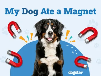 My Dog Ate a Magnet: Why Is It So Dangerous? (Vet Answer)