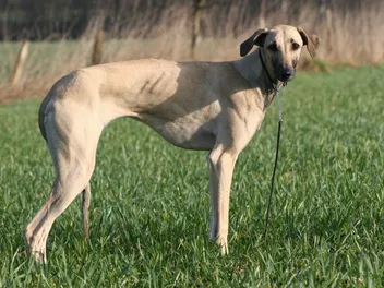Sloughi Dog Breed: Info, Pictures, Facts, & Traits