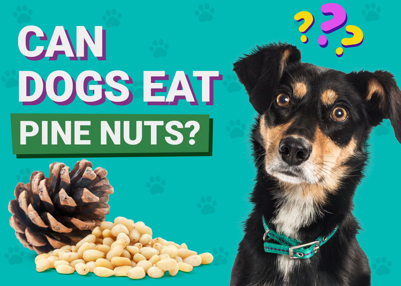 Dogster-Can-Dogs-Eat-Pine Nuts