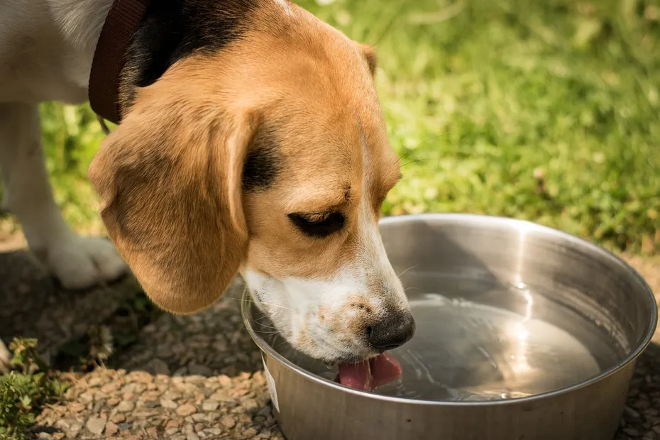 dog drinking water from a bowl