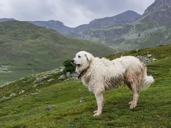 10 Best Dog Foods for Great Pyrenees in 2026 - Reviews & Top Picks