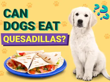 Can Dogs Eat Quesadillas? Vet-Verified Risks & FAQ