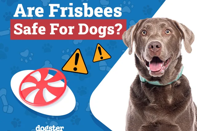 Are Frisbees Safe for Dogs? Vet-Reviewed Risks & Safety Tips
