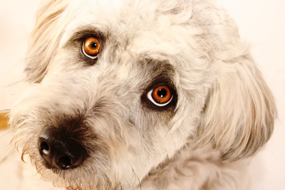 alternative photo for Afghan Chon dog face close up