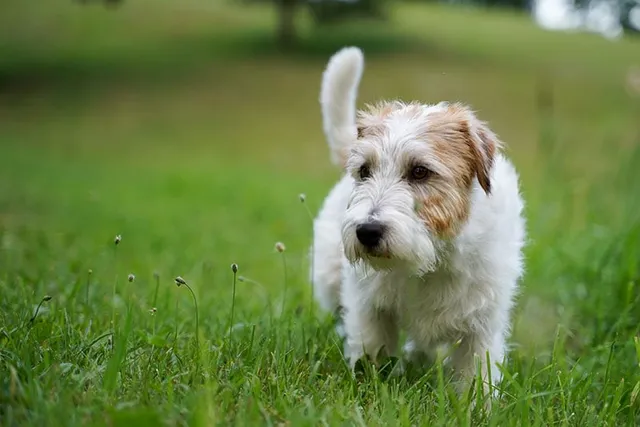 6 Cool Off-Leash Dog Parks Near Quincy, MA (2026 Update)