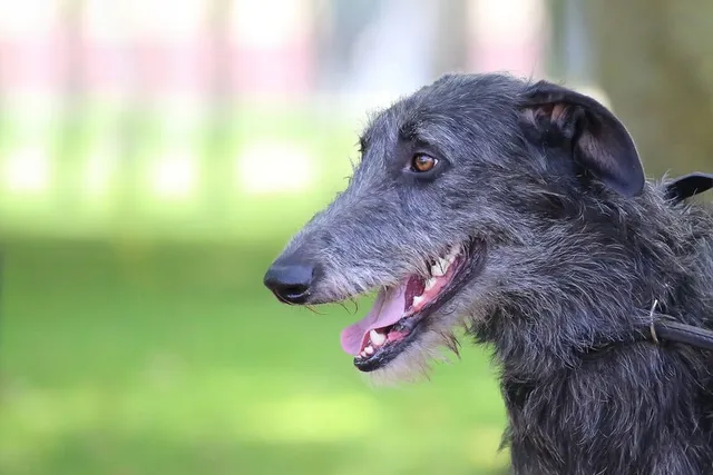 American Staghound Dog Breed: Info, Pictures, Care Guide & More