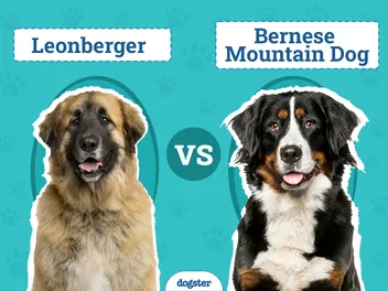 Leonberger vs Bernese Mountain Dog: Key Differences (With Pictures)