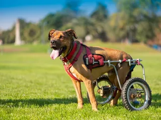 Specially Abled Pets Day: When It Is & How to Celebrate
