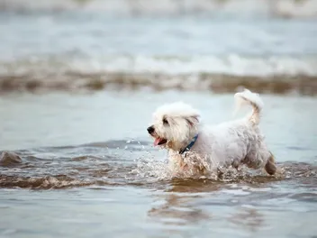 How Well Can a Maltese Swim? Vet-Verified Facts & Important Precautions