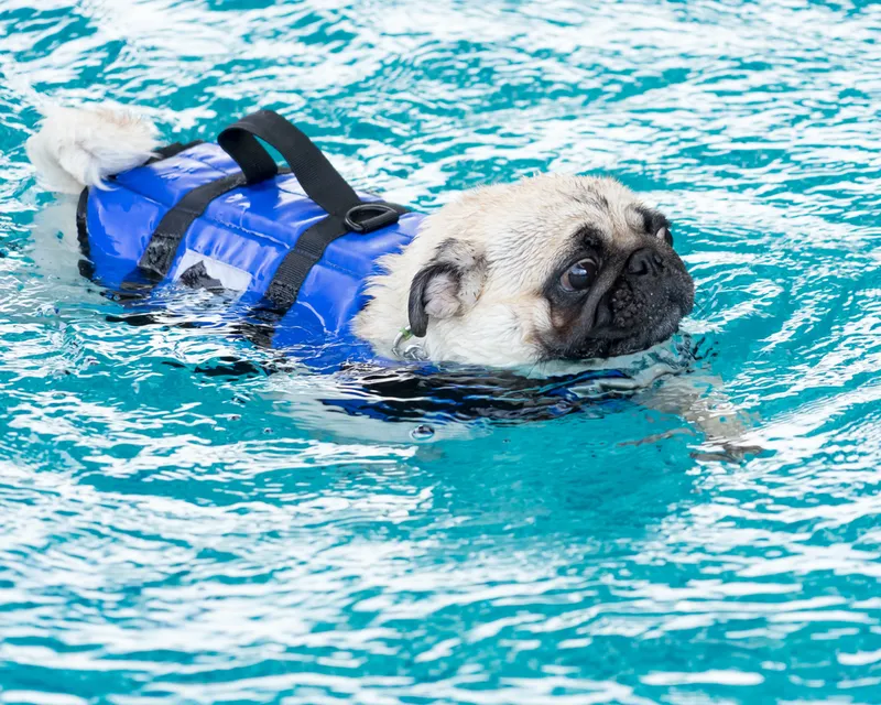 pug swimming using a vest