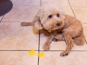 Why Do Dogs Eat Their Vomit? 4 Vet-Reviewed Reasons & What to Do