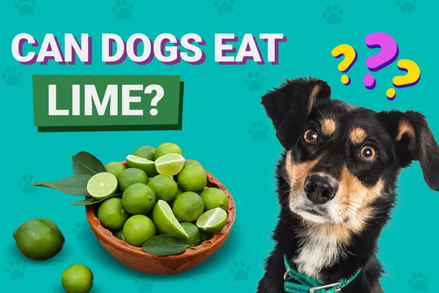 Can Dogs Eat Limes? Vet-Approved Facts & FAQ