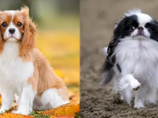 Cavachin Dog Breed: Info, Pictures, Care & Facts