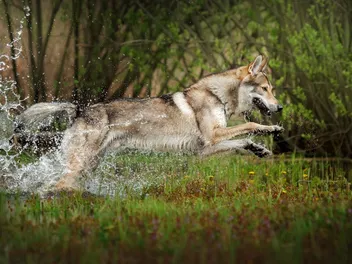 Czechoslovakian Wolfdog Breed: Info, Pictures, Care & More