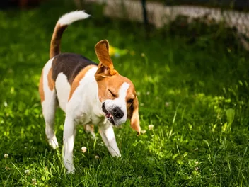 Why Is My Dog’s Head Shaking Like a Seizure? Vet-Verified Facts & FAQ