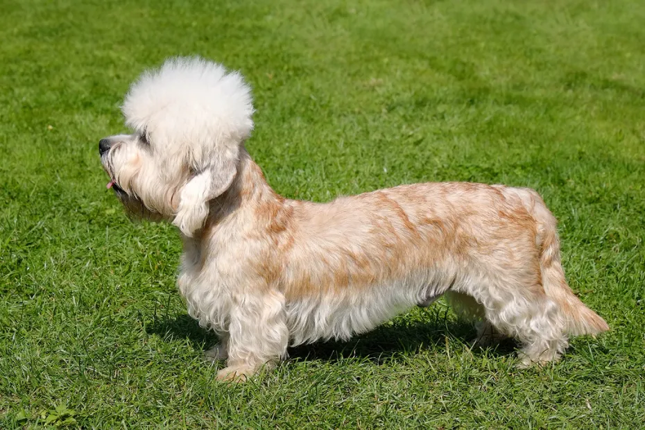 Dandie Dinmont Terrier dog standing on the grass outdoors