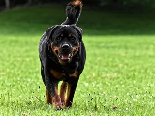 10 Interesting Rottweiler Facts (Vet-Reviewed)
