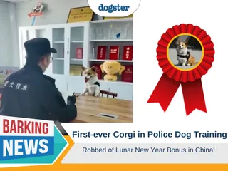 First-Ever Corgi in Police Dog Training Robbed of Lunar New Year Bonus in China!