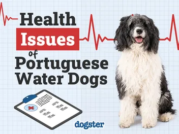 Portuguese Water Dog Health Issues: 8 Common Concerns & Treatments