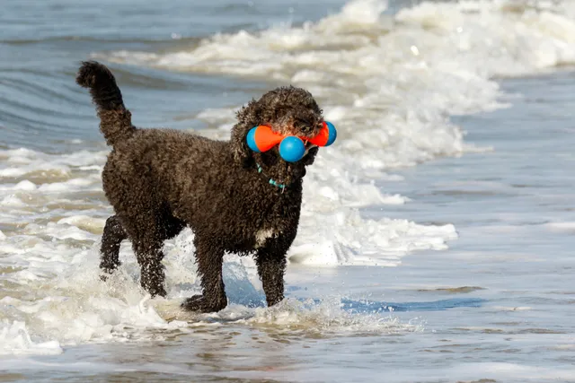 Can Poodles Swim? Vet-Approved Water Guide for Your Pup