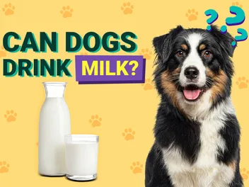 Can Dogs Drink Milk? Vet Verified Nutrition Facts & FAQ