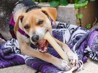 Raggle (Beagle & Rat Terrier Mix) Dog Breed: Info, Pictures & Care