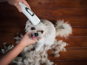 10 Best Dog Clippers for Thick and Matted Hair in 2026 - Reviews & Top Picks