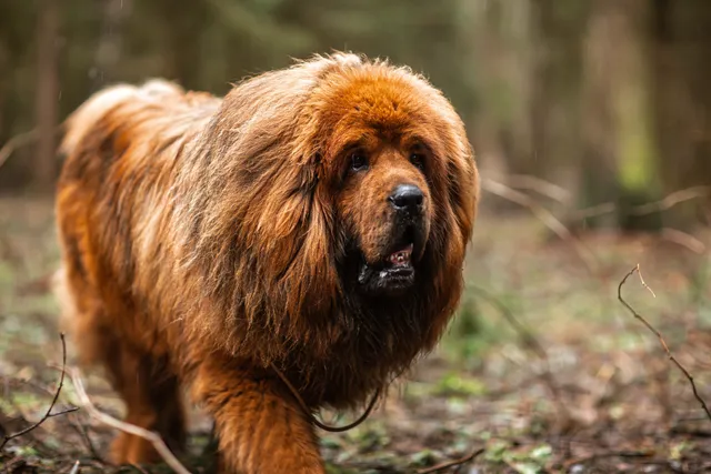 10 Surprising Tibetan Mastiff Facts: Vet Approved Guide