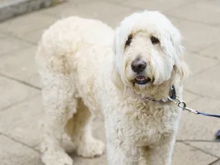 White Labradoodle: Info, Pictures, Origin & History