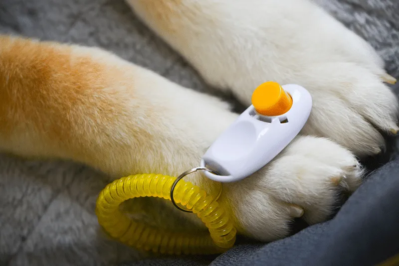 Clicker training with white paws