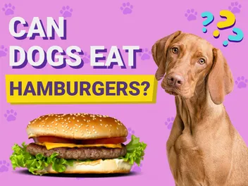 Can Dogs Eat Hamburgers? Vet-Reviewed Risks & FAQ