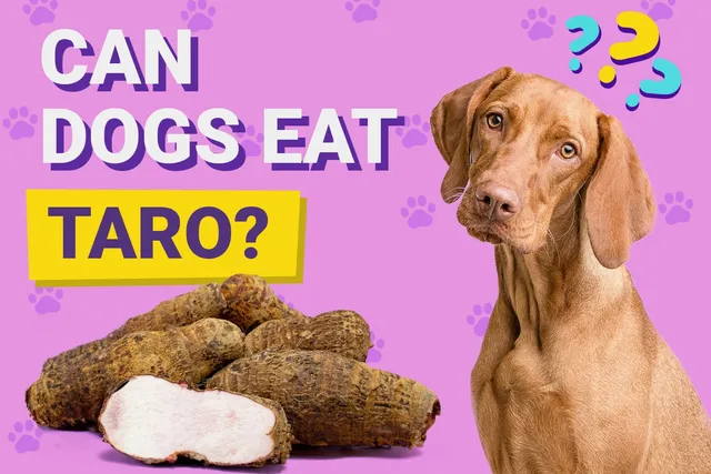 Can Dogs Eat Taro? Vet-Verified Nutrition Facts & FAQ