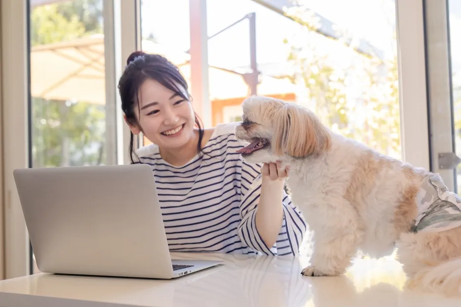 Dog Office Working