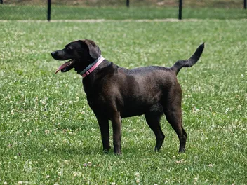 Why Is My Dog's Tail Kinked? 4 Vet-Verified Possible Reasons