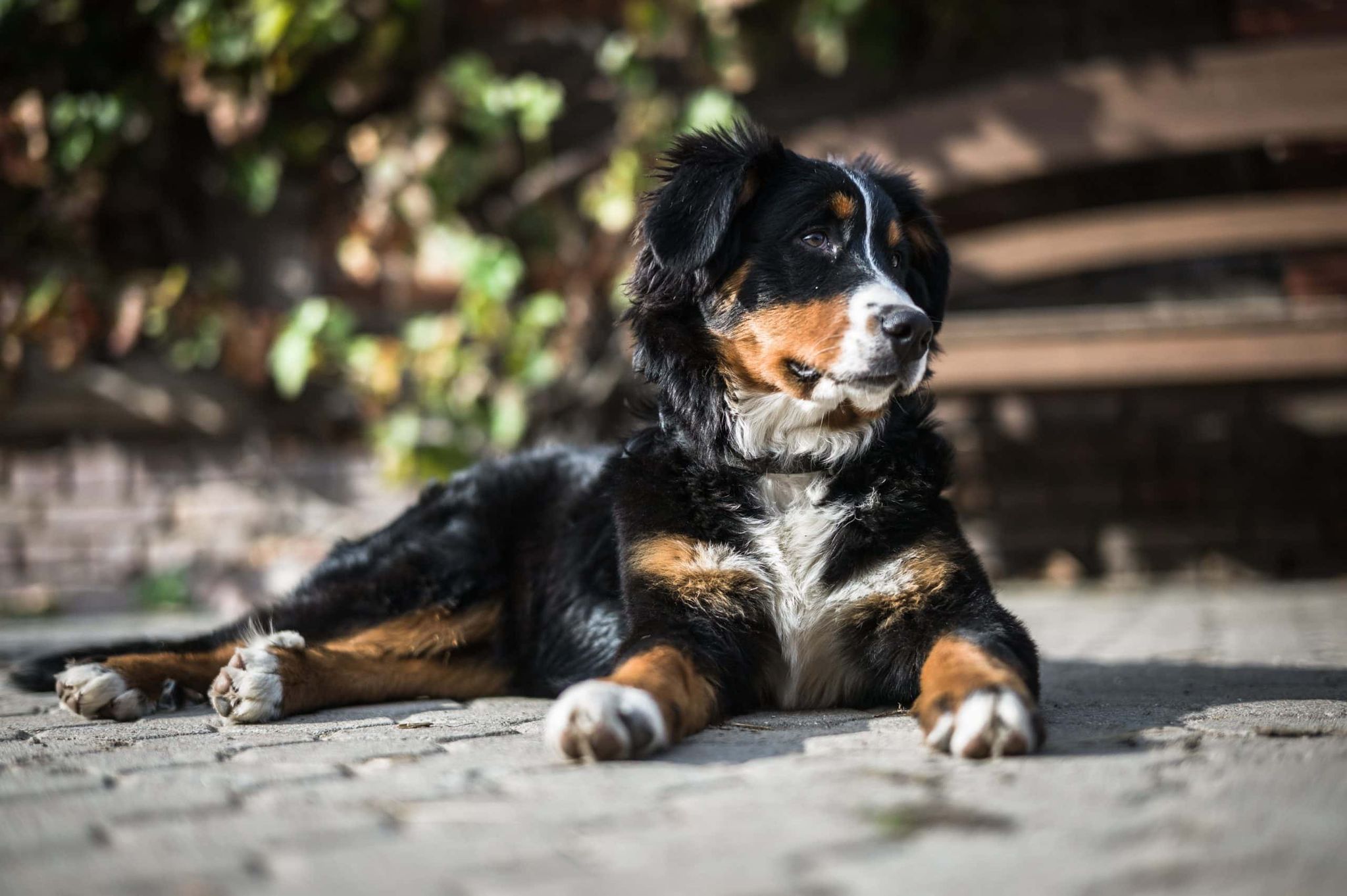 bernese mountain dog sitting on the ground