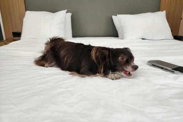 Penny’s Trip to Franklin: A Dog-Friendly Vacation