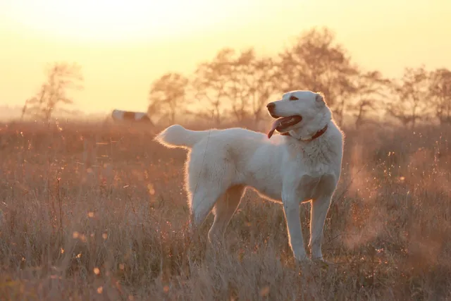 Central Asian Ovcharka Dog Breed: Info, Pictures, Care & Traits