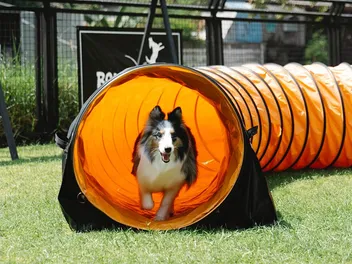 5 DIY Dog Playground Plans You Can Make Today (With Pictures)